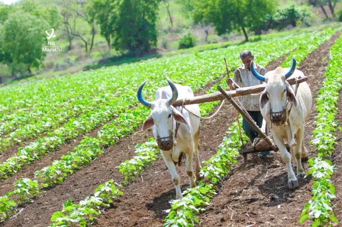 NB Marathi-Farmer