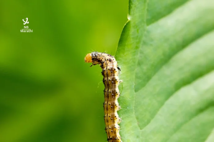 NB Marathi-bollworm-Maharashtra-Dhananjay Munde