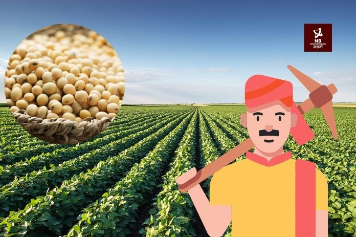 NB Marathi-Soybean