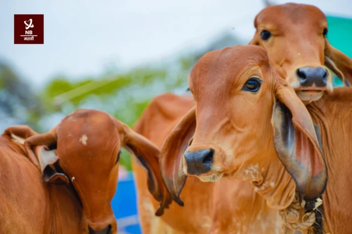 maharashtra goseva aayog