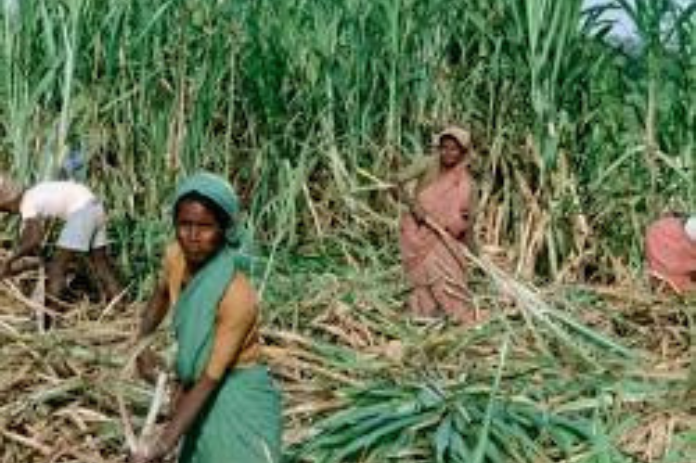 NBMarathi_SugarcaneWorkers