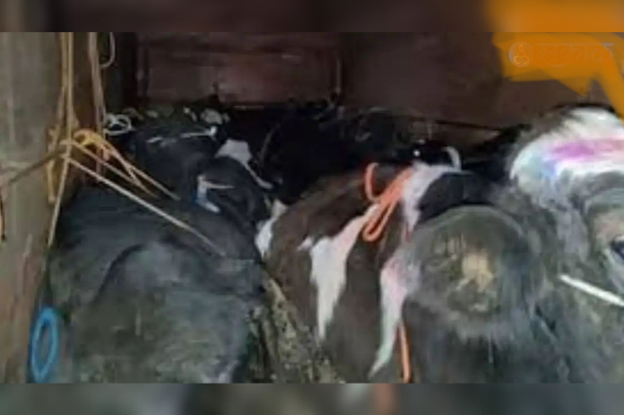 NBMarathi_CattleSmuggling