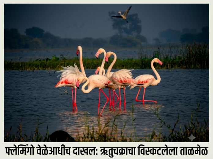 साताऱ्यातील राजेवाडी धरणावर ऑगस्टमध्ये दिसलेले ग्रेटर फ्लेमिंगो पक्षी